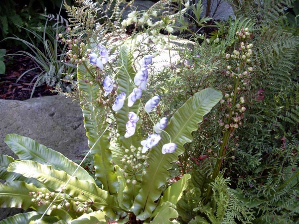 Aconitum x cammarum 'Bicolor' (Weiß-Blauer Eisenhut)