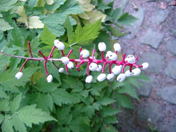 Actaea pachypoda (Christophskraut)