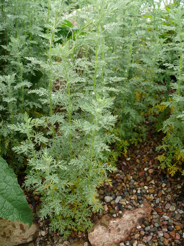 Artemisia pontica (Römischer Wermut)