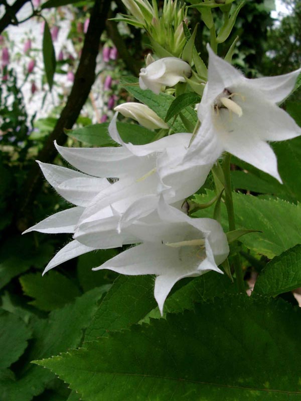 Campanula latifolia var. macrantha 'Alba’ (Weiße Waldglockenblume)