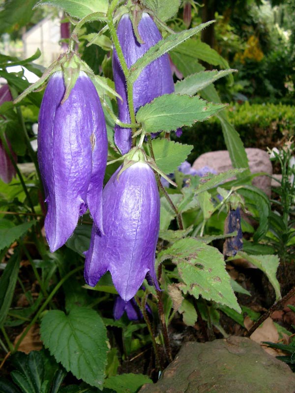 Campanula Punctata-Hybride ’Sarastro’ (Garten-Glockenblume)