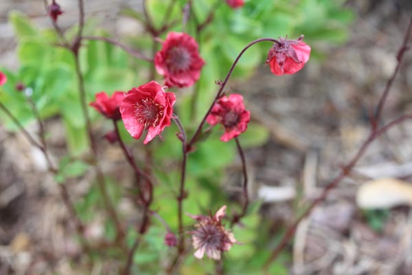 Geum rivale 'Flames of Passion' (Nelkenwurz)