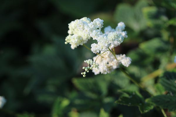 Filipendula vulgaris ’Plena’ (Gefüllte Rüsterstaude)