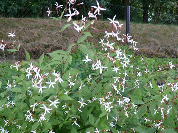 Gillenia trifoliata (Dreiblattspiere)