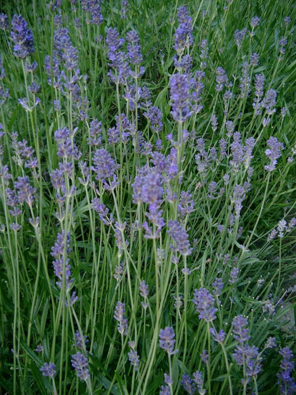 Lavandula angustifolia 'Hidcote Blue' (Lavendel)