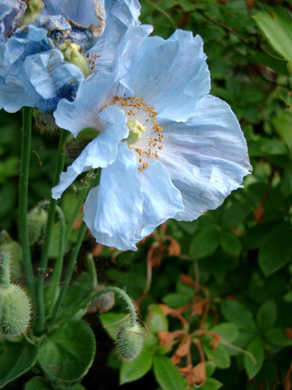 Meconopsis x sheldonii 'Lingholm' (Blauer Scheinmohn)