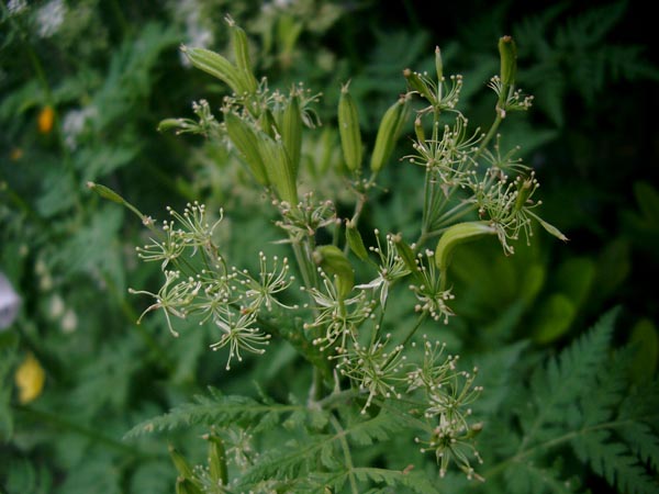 Myrrhis odorata (Süssdolde)