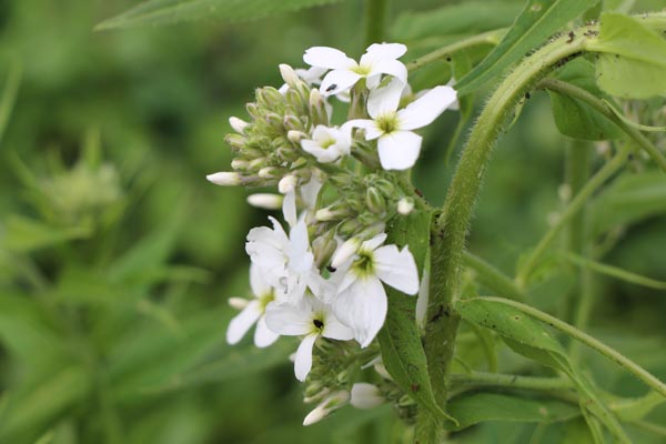 Hesperis matronalis 'Alba' (Weiße Nachtviole)