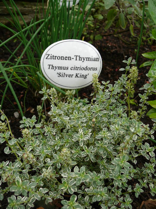 Thymus citriodorus 'Silver King' (Zitronen-Thymian weißrandig)