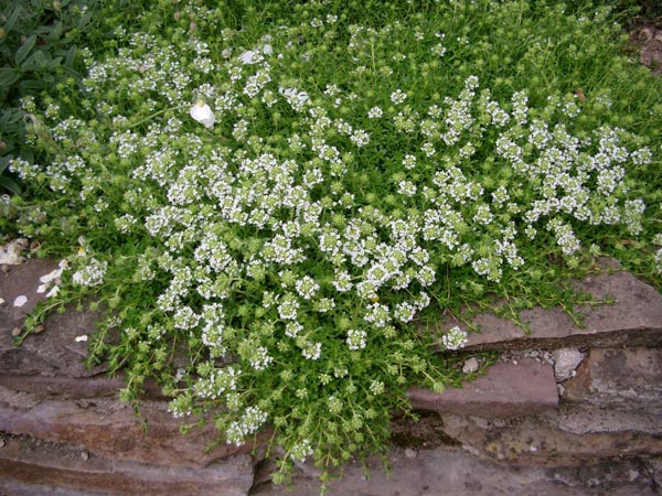 Thymus serpyllum `Albus` (Weißer Feldthymian)