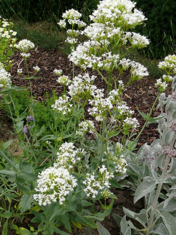 Centranthus ruber 'Albus' (Weiße Spornblume)
