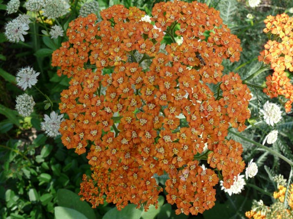 Achillea Filipendulina-Hybride 'Terracotta' (Terracottafarbene Garten-Schafgarbe)