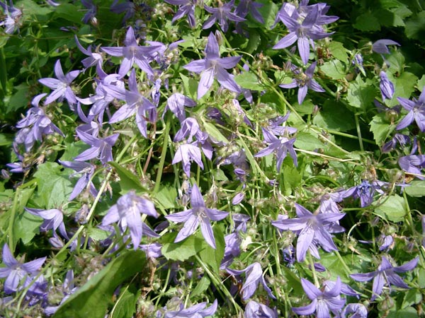 Campanula poscharskyana 'Blauranke' (Polster-Glockenblume)