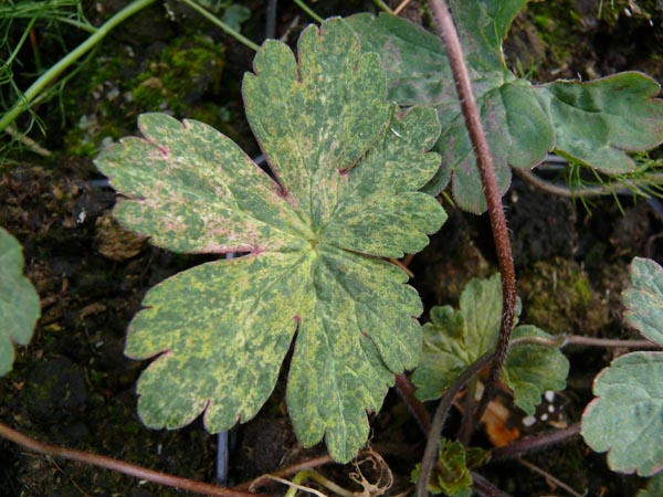 Geranium thunbergii 'Jester's Jacket' (Panaschierter Asien-Storchschnabel)