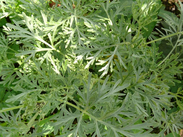 Artemisia arborescens 'Powis Castle'  (Silber-Strauch-Wermut)