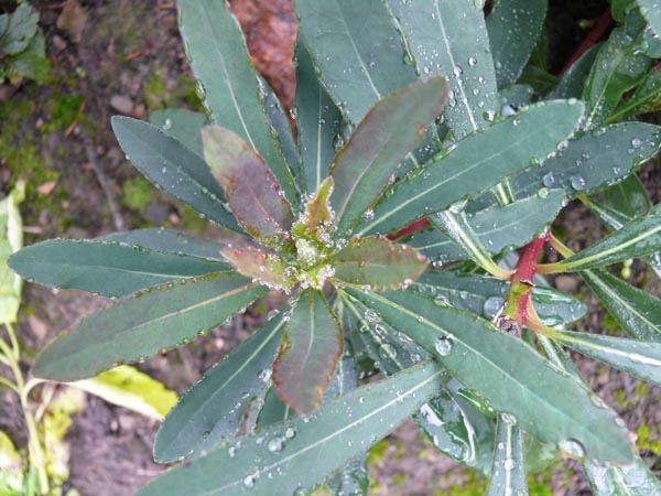 Euphorbia amygdaloides 'Purpurea' (Purpur-Mandel-Wolfsmilch)