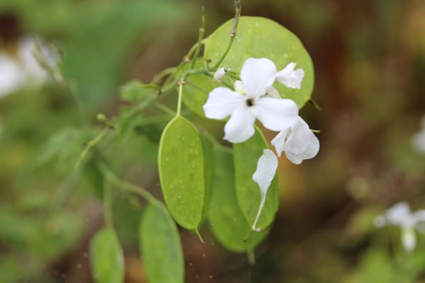 Lunaria annua var. albiflora 'Variegata' (Panaschierter Silbertaler)