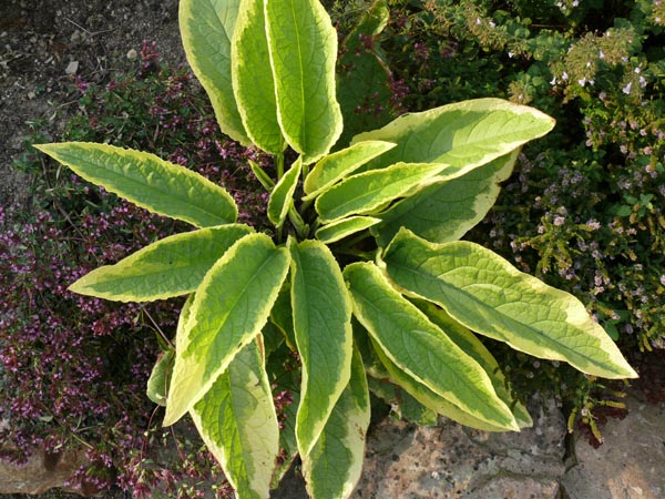 Symphytum x uplandicum 'Variegatum' (Gelbbunter Beinwell)