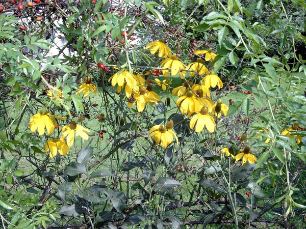 Rudbeckia nitida 'Herbstsonne' (Fallschirm-Sonnenhut)