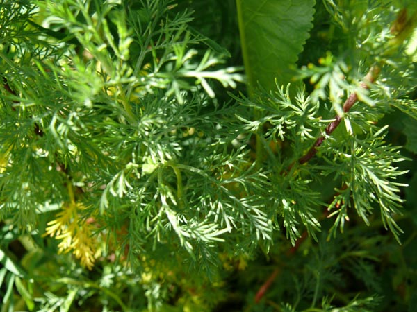 Artemisia abrotanum var. maritima (Coca-Cola-Strauch)