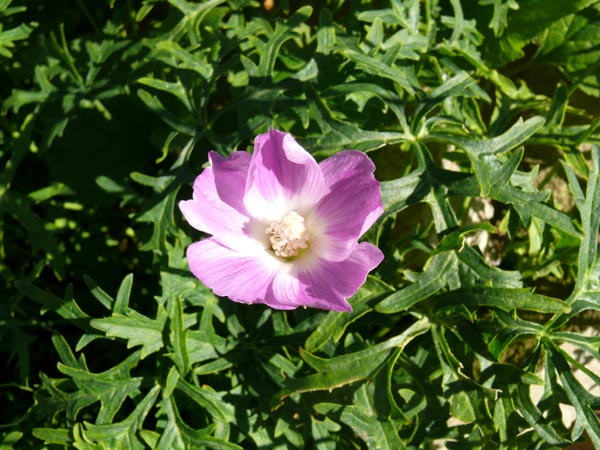 Callirhoe involucrata var. tenuissima (Mohnmalve)