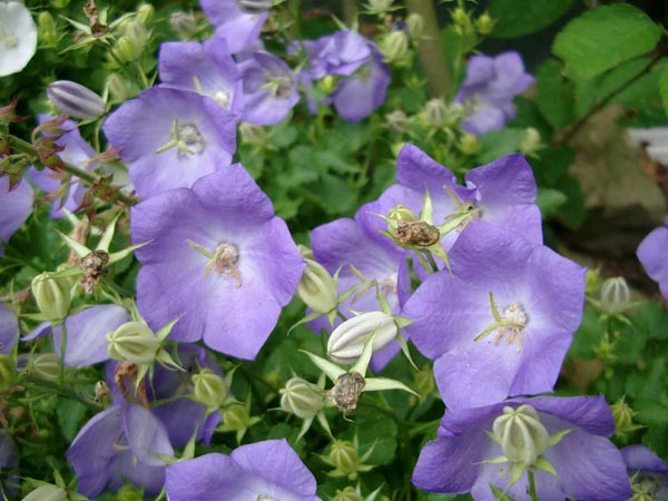 Campanula carpatica 'Blaue Clips' (Blaue Karpaten-Glockenblume)