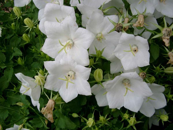 Campanula carpatica 'Weiße Clips' (Weiße Karpaten-Glockenblume)