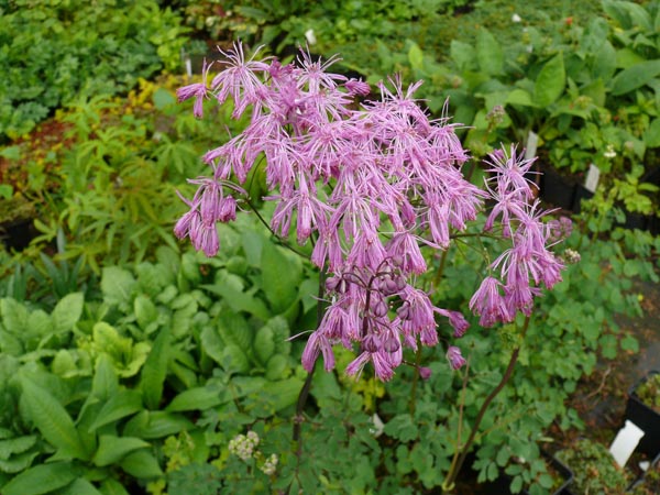 Thalictrum aquilegiifolium (Variable Akeleiblättrige-Amstelraute)