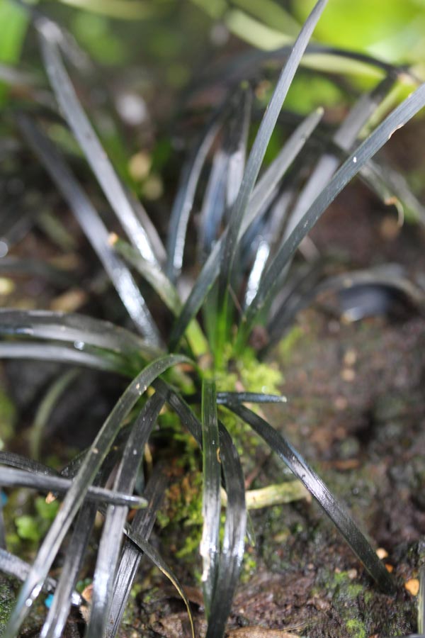 Ophiopogon planiscapus 'Nigrescens' (Schwarzer Schlangenbart)
