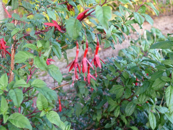 Fuchsia magellanica (Freiland-Fuchsie)