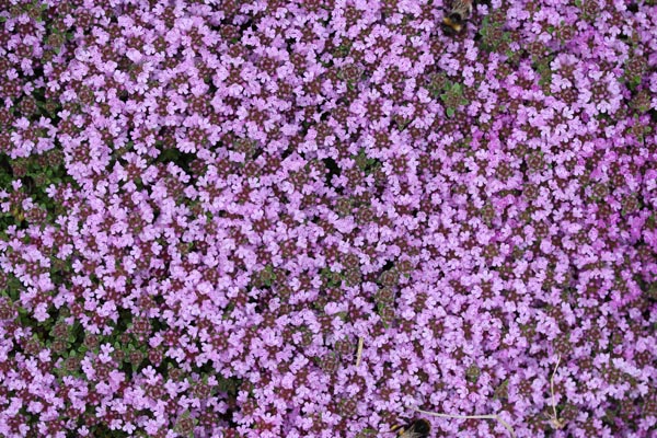Thymus serpyllum 'Pink Chintz' (Teppichthymian)