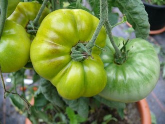 Solanum lycopersicum (Tomate, 'Evergreen')