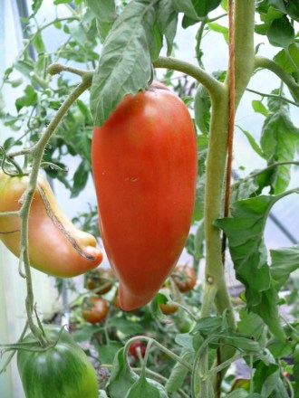 Solanum lycopersicum (Tomate, 'Andenhorn')