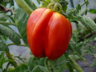 Solanum lycopersicum (Tomate, 'Gezahnte')