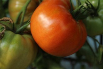 Solanum lycopersicum (Tomate, 'Roter Kürbis')