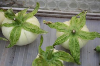 Solanum macrocarpon (Aubergine, Antroewa)