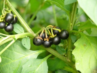 Solanum burbankii (Wonderberry, 'Mrs. Bees Nonbitter')