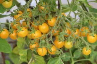Solanum lycopersicum (Tomate, 'Mirabell')
