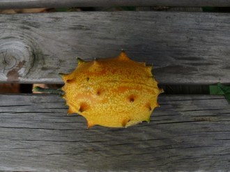 Cucumis metuliferus (Horngurke, Kiwano)