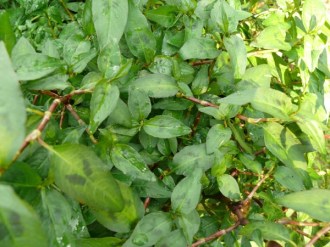 Polygonum odoratum (Vietnamesischer Koriander)