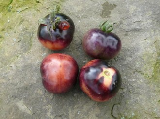 Solanum lycopersicum (Tomate, 'Blueberry')