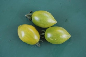 Solanum lycopersicum (Tomate, 'Green Envy')