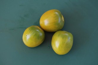 Solanum lycopersicum (Tomate, 'Green Grape')