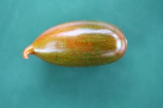 Solanum lycopersicum (Tomate, 'Emalia')