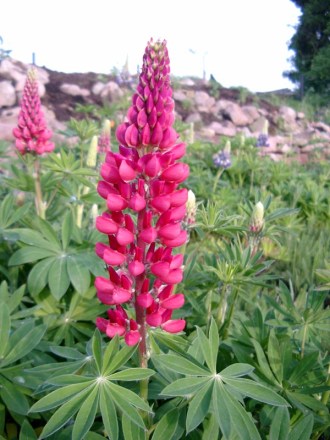 Lupinus Russell-Sorte ’Mein Schloss’ (Lupine)