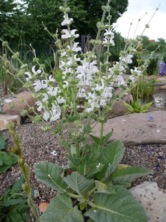 Salvia argentea (Silberblatt-Salbei)