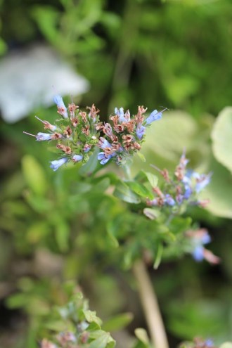 Moltkia petraea (Moltkie)