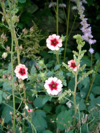 Potentilla nepalensis `Miss Willmott` (Nepal-Fingerkraut)