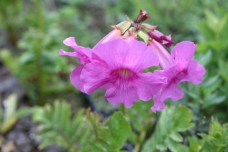 Incarvillea delavayi (Freilandgloxinie)