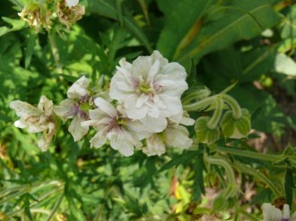 Geranium pratense 'Plenum Album' (Gefüllter Wiesen-Storchschnabel)